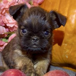 Tiny, Red Rough Coated Alfie - Red male Brussels Griffon puppy in Arizona from Melody Lane Brussels Griffons