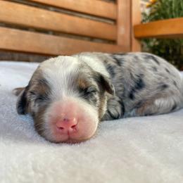 Bernedoodle puppies from Boutique Bernedoodles & Co.