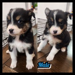 C-BLACK TRI COLOR - Black tri-color male Australian Shepherd puppy in Yakima, Washington from Luna's Australian Shepherd