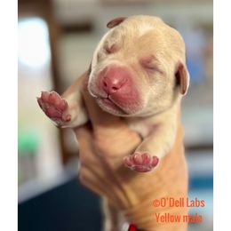 Boy 2 - Yellow male Labrador Retriever puppy in Sullivan, Missouri from O’Dell Labs