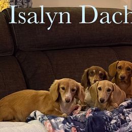 Dachshunds from Isalyn Dachshunds