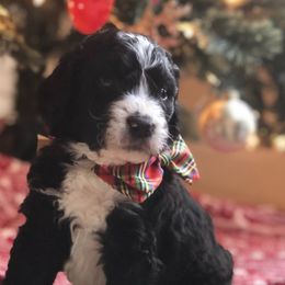 Bernedoodle and Bernese Mountain Dog Puppies from Bernedoodle Buddies