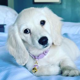 Dachshund Puppies from Dachshund Family Love Breeders