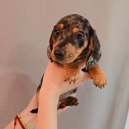 Puppy 4 - Dapple male Dachshund puppy in Hesperia, California from VOM HAUSE Imperial