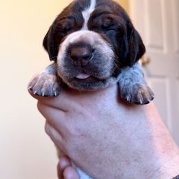 Black - Liver and white female German Shorthaired Pointer puppy in Ash Flat, Arkansas from SmokePoint GSPs
