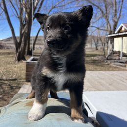 American Corgi and Australian Shepherd Puppies from KC Bar