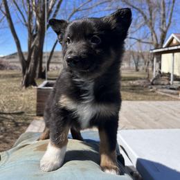 American Corgi and Australian Shepherd Puppies from KC Bar