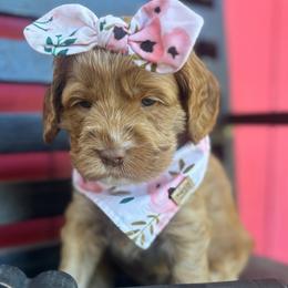Honey - Caramel red female Australian Labradoodle puppy in Citrus Heights, California from Elite Blend Labradoodles