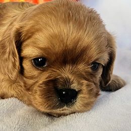 Punkin - Cavalier King Charles Spaniel puppy from Annie's Puppies