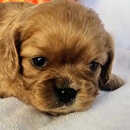 Punkin - Cavalier King Charles Spaniel puppy from Annie's Puppies