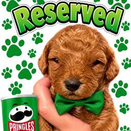 Pringles - Red  male Goldendoodle puppy in Coats, North Carolina from TH.EM Doodles