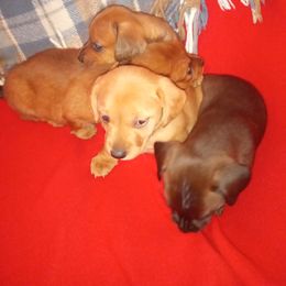 Dachshund Puppies from Elzy Family