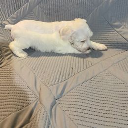 White-Cream - Male - White male Miniature Schnauzer puppy in Robstown, Texas from Alves Miniature Schnauzers