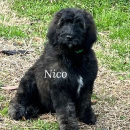 Niko (green) - Chocolate Goldendoodle puppy in Indian Trail, North Carolina from Castleberry Doodles and Poodles
