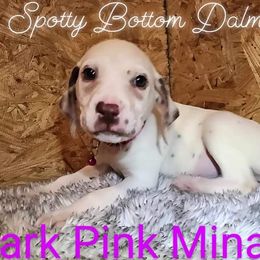 Girl Mina Dark Pink - White and liver brown Dalmatian puppy in Thayer, Missouri from Spotty Bottom Dalmatians
