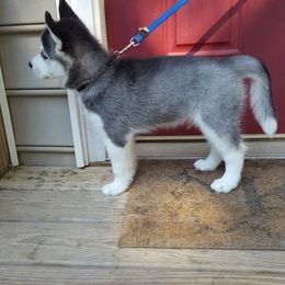 Siberian Husky Puppies from Little Handsome Siberians