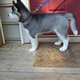 Siberian Husky Puppies from Little Handsome Siberians