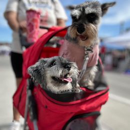 Miniature Schnauzer All Grown Up from Liliana's Mini Schnauzers