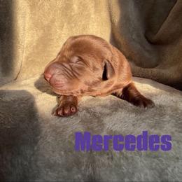 Mercedes - Chocolate female Labrador Retriever puppy in Lucasville, Ohio from Backwoods Labradors