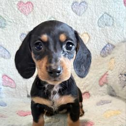 Girl 4 - Black and tan female Dachshund puppy in Tonopah, Arizona from Brandie's Dachshunds