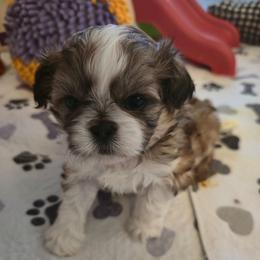 Nick - Tricolor male Shih Tzu puppy in Filer, Idaho from Shih Tzu Kennels