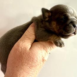 Joy - Blue tri-color female Bulldog puppy in Zionsville, Indiana from Midwest Bulldogs
