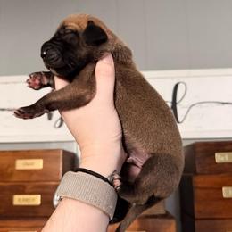 Dozer - Fawn male Great Dane puppy in Jerusalem, Arkansas from Mara Danes