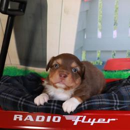 Sally - Red tri female Miniature Australian Shepherd puppy in Macomb, Missouri from Faunus Farms and Aussies