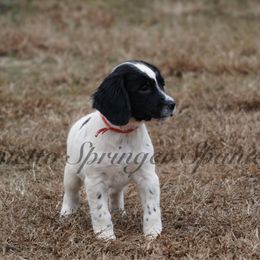 Red - Black and white female English Springer Spaniel puppy in Loris, South Carolina from Palmetto Springer Spaniels
