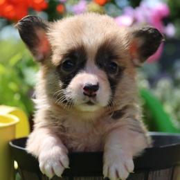 Olga - Red female Pembroke Welsh Corgi puppy in Pollock, Missouri from Northstar