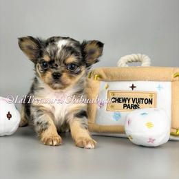Alani - Merle female Chihuahua puppy in Anderson, South Carolina from Lil Treasures Chihuahuas