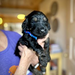 Bernedoodle, Goldendoodle, and Poodle Puppies from Elevated Standards NC