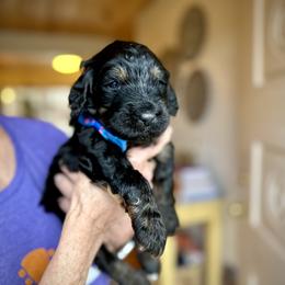 Bernedoodle, Goldendoodle, and Poodle Puppies from Elevated Standards NC