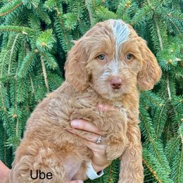 Ube (ooh-bey) - Apricot female Goldendoodle puppy in Newark, Ohio from Valleydayle Doodles and Wheatens