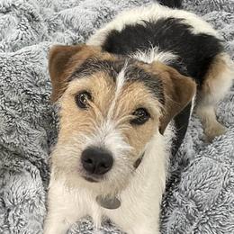 Indigo - Parson Russell Terrier
