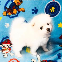 Pomeranian Puppies from Natasha's Ark of Joy