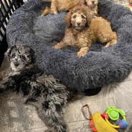 Golden Aussiedoodle and Goldendoodle Puppies from Law Doodles of SC