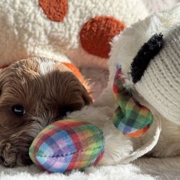 Aussiedoodle and Cavapoo Puppies from Pawsome Aussie Doodles and Oodles