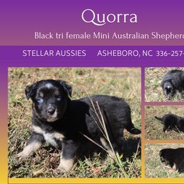 Quorra - Black tri female Miniature Australian Shepherd puppy in Asheboro, North Carolina from Stellar Aussies