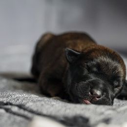 Belgian Malinois Puppies from Fromage Malinois