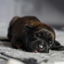 Belgian Malinois Puppies from Fromage Malinois