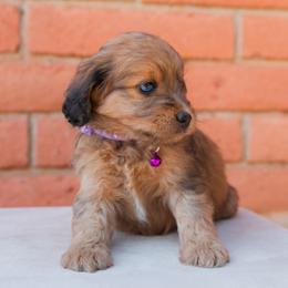 Aussiedoodle and Goldendoodle Puppies from Ever After Doodles Arizona