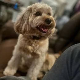 Cavapoo puppies from Hart’s Cavapoos