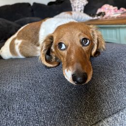 Dachshunds from Lizzie’s Doxies