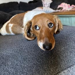 Dachshunds from Lizzie’s Doxies