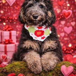 Star - Tri-color female Bernedoodle puppy in Lookout, California from Remington Kennels, LLC