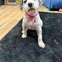 Dalmatian, Poodle, and Rhodesian Ridgeback Puppies from Ruffles, Ridges, & Spots!