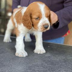 Welsh Springer Spaniel Puppies from Welshwood Welsh Springer Spaniels