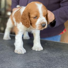 Welsh Springer Spaniel Puppies from Welshwood Welsh Springer Spaniels