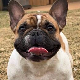 Lyla - French Bulldog